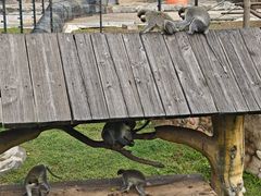 -大连森林动物园