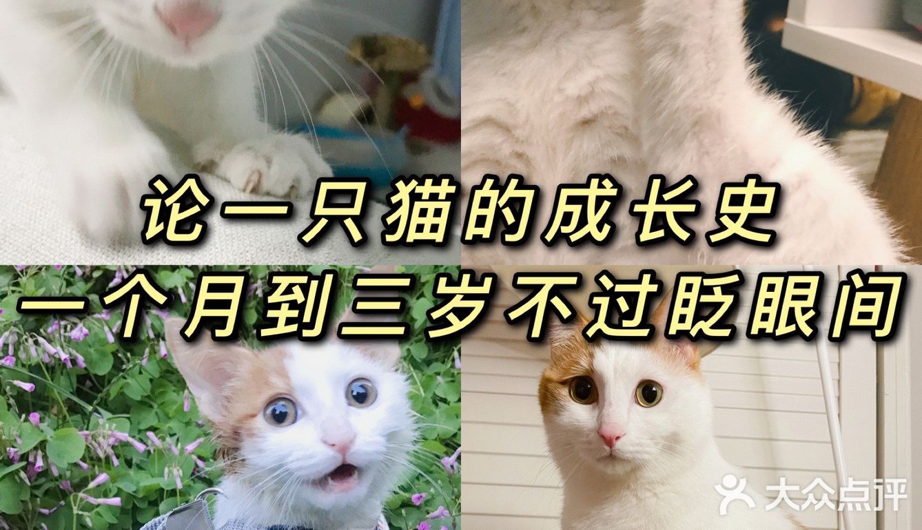🐱小猫咪又能有什么坏心思呢…不过就是骗吃骗喝🤣