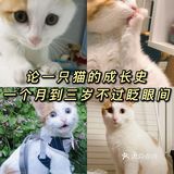 🐱小猫咪又能有什么坏心思呢…不过就是骗吃骗喝🤣