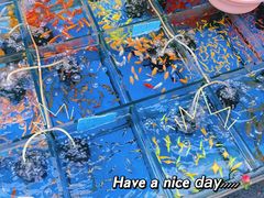 -清平路水族市场