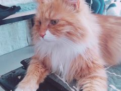 -平行世界·猫咖(首经贸店)