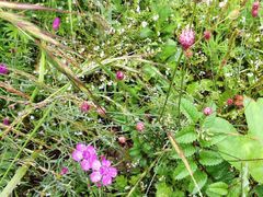 景点-白草畔自然风景区