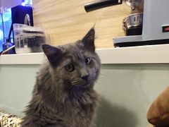 -平行世界·猫咖(首经贸店)