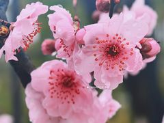 -新江湾城公园