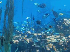 -上海海昌海洋公园