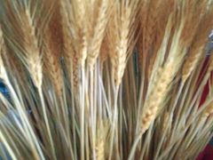 -旺涛人家(三水湾店)