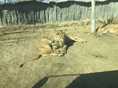 -北京野生动物园