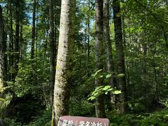 -汤旺河林海奇石景区