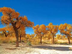 -亿利库布其七星湖沙漠生态旅游区