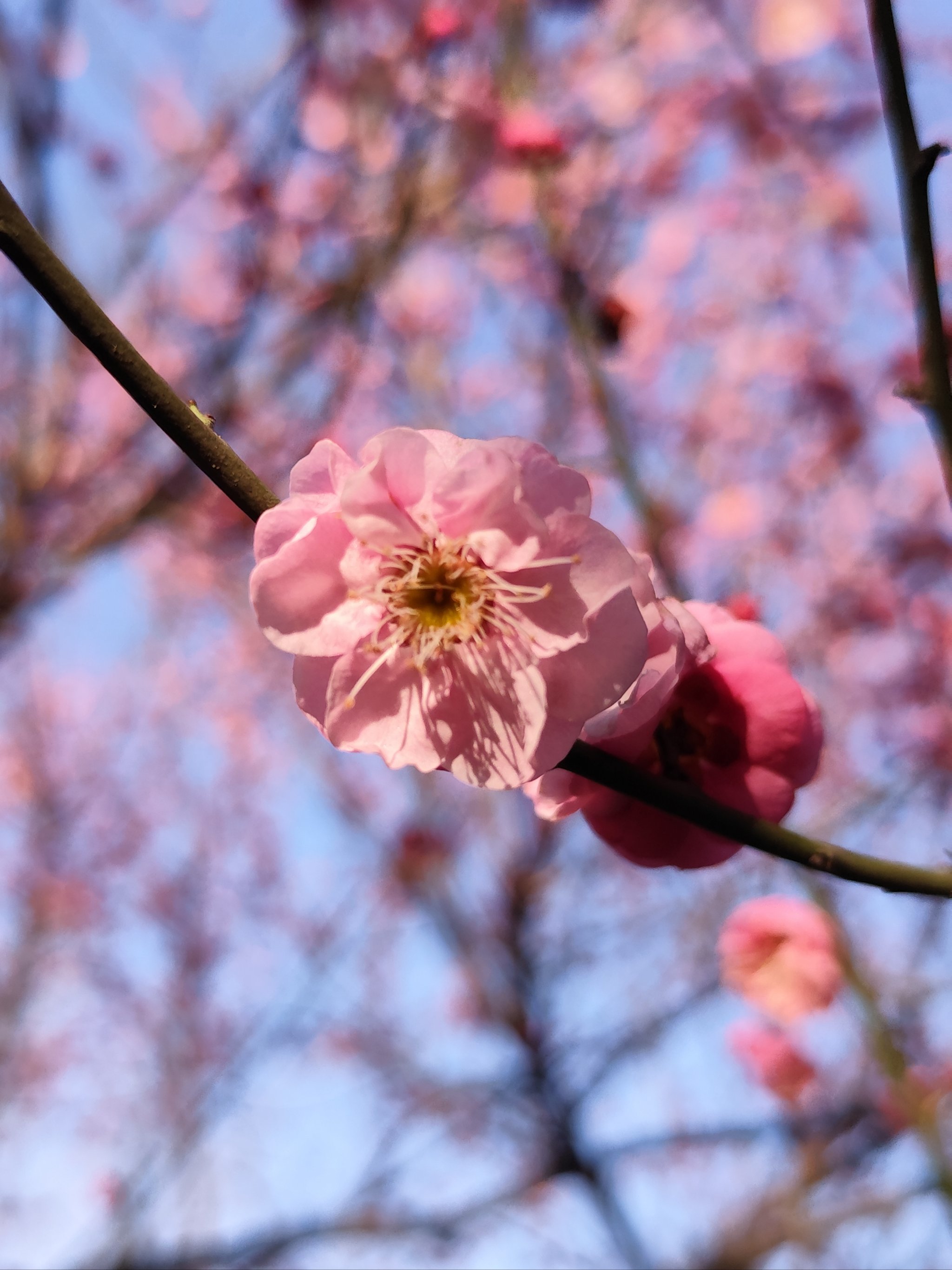 汤湖公园梅花图片