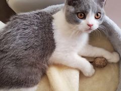 -猫大福·Fortune Cat猫舍(百子湾店)