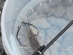 -DGE季风钓虾营地·团建·聚会