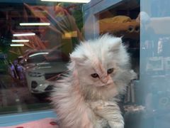 -FAELING PETS美天灵宠物(合生汇店)