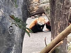 -都江堰中华大熊猫苑