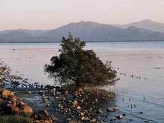 -深圳湾公园(南山区)