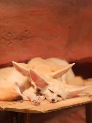 -Zoolung Zoolung动物主题公园(海信广场店)