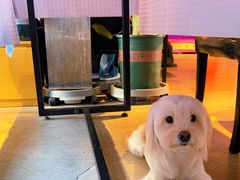 -百好乐宠物友好餐厅(朝外大街店)