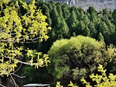 -泰山风景名胜区