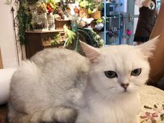 景观位-共舞时光猫咖·狗咖(新街口店)