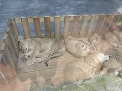 -栾川竹海野生动物园