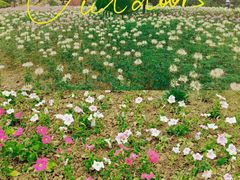 -石家庄市植物园