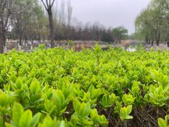 -大兴滨河森林公园