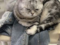 -喵的天空名猫咖啡馆·撸猫·猫舍·用品