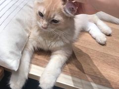 -瞄一喵猫咖(格力海岸店)
