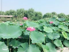 -白洋淀景区