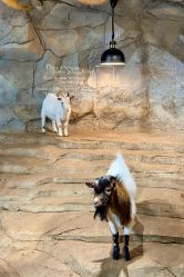 -Zoolung Zoolung动物主题公园(海信广场店)