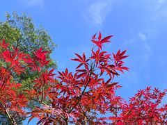 -广州市帽峰山景区