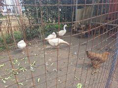 -小鱼草莓采摘园农家乐·小鱼餐厅