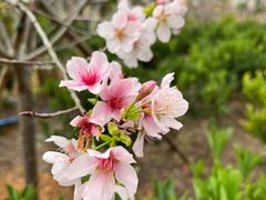 -天适樱花悠乐园