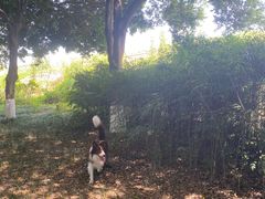 -两河城市森林公园
