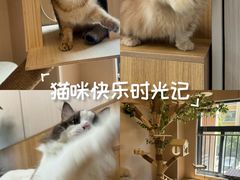 -唐小姐の私宠·宠物洗护美容·撸猫馆·购宠(周浦万达旗舰店)