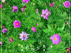 -天适樱花悠乐园