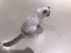 -藏猫猫咖啡主题馆(中央大道店)