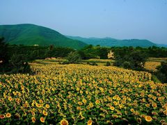 -铜川市金锁关石林