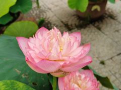 -莲花池公园