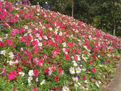-云溪植物园