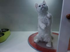 -青奢宠物·青奢猫舍