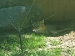 -北京野生动物园