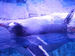 -暹罗海洋世界