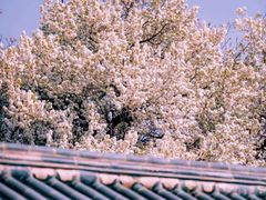 -天坛公园