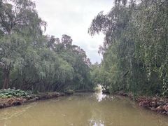 -大湾区中央湿地公园