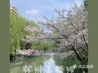 雨前再拍一次樱花｜葵巷