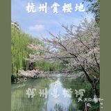 雨前再拍一次樱花｜葵巷