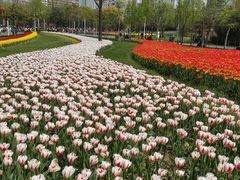 -大宁郁金香公园-停车场