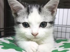-凯特喵百思猫专科医院
