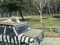-上海野生动物园